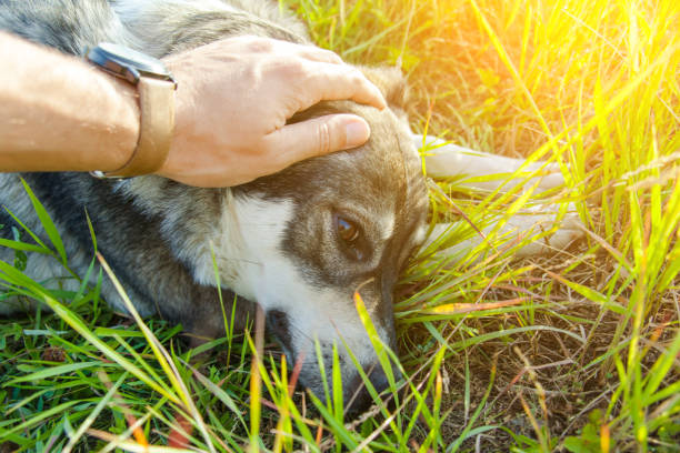 istock person stroking gray dog on nature, toned 1092187266