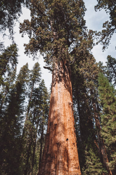 istock General Sherman - Sequoia national park 1092188066