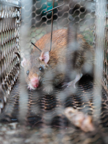 istock Rat in metal trap 1092188110