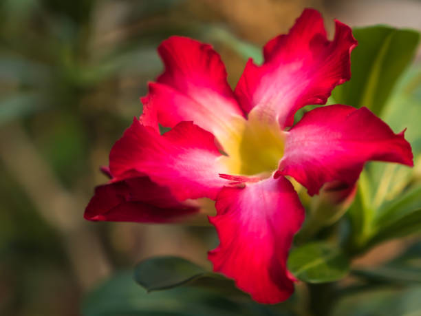 istock Dessert rose or Impala lily flower 1092188854