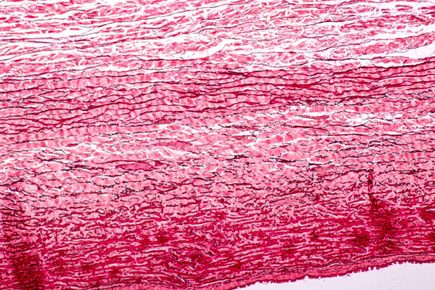 Tissue of Arteries and Veins under the microscopic, Physiology of the Arteries and Veins for education in laboratory. Tissue of Arteries and Veins under the microscopic, Physiology of the Arteries and Veins for education in laboratory. arterioles photos stock pictures, royalty-free photos & images