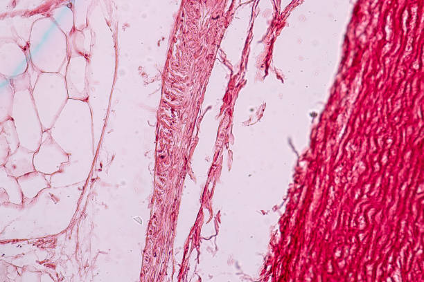 Tissue of Arteries and Veins under the microscopic, Physiology of the Arteries and Veins for education in laboratory. Tissue of Arteries and Veins under the microscopic, Physiology of the Arteries and Veins for education in laboratory. arterioles photos stock pictures, royalty-free photos & images