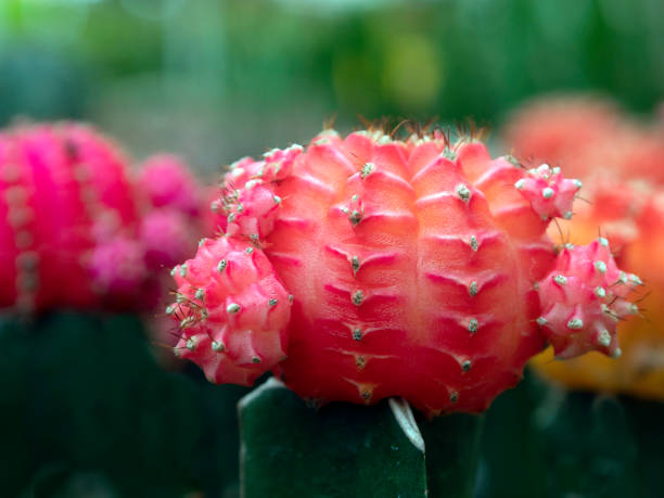 istock Small cactus Red in brown pots In a natural garden.soft focus. 1092191152