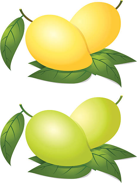 Mango vector art illustration