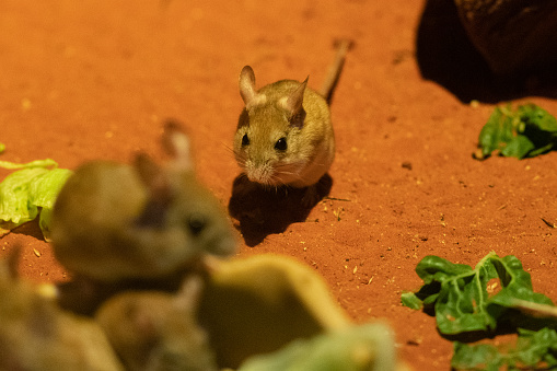 Several Spinifex hopping mouse or Notomys alexis