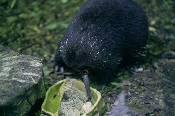 Western long-beaked echidna or Zaglossus bruijni from New Guinea Western long-beaked echidna or Zaglossus bruijni from New Guinea echidna stock pictures, royalty-free photos & images