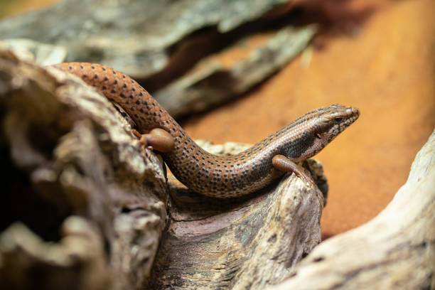 Goldfields Crevice-skink or Egernia Formosa an endemic lizard from Australia Goldfields Crevice-skink or Egernia Formosa an endemic lizard from Australia egernia stock pictures, royalty-free photos & images