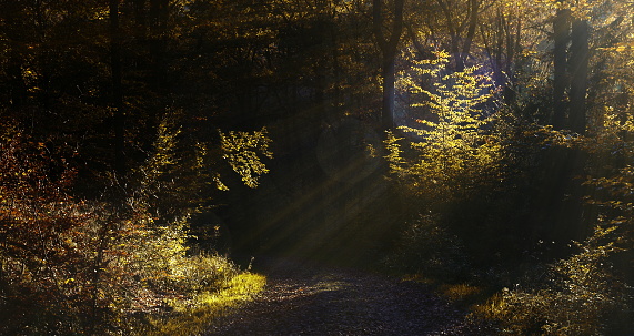 Autum mornig,Eifel,Germany.