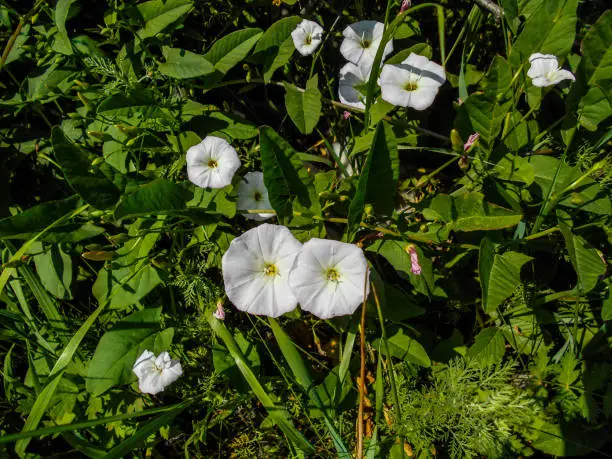 morning-glory (Calystegia). White flowers in the forest in the grass. White flowers