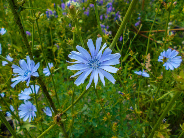 Chicory (Cichorium Intybus). flowers of blue chicory. plant