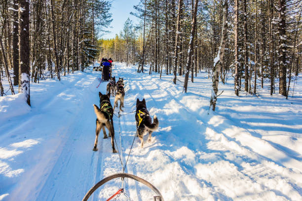 istock Finland. Finnish Husky Sled Dog 1092203740
