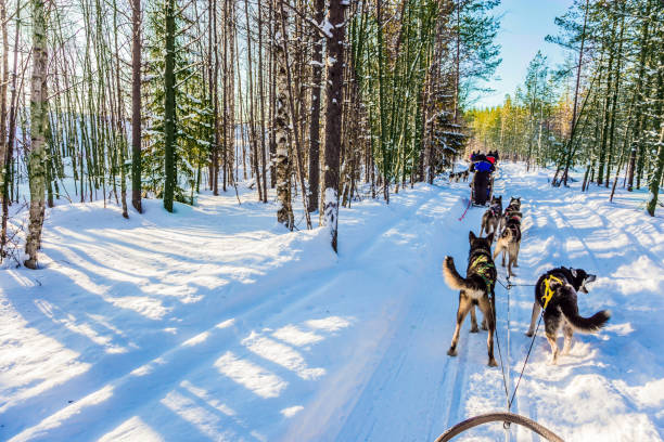 istock Finnish Husky Sled Dog. Lapland, Finland 1092203750