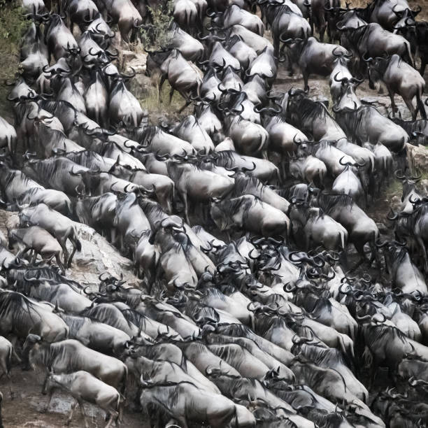 istock Wildebeest scramble out of the Mara River 1092205026