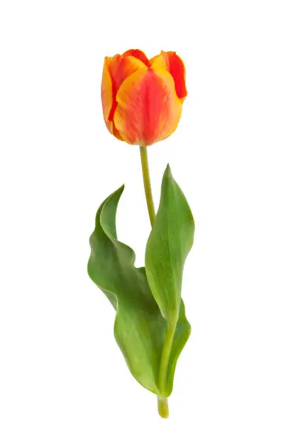 Red-yellow blooming tulip isolated on white background. Spring flowers.