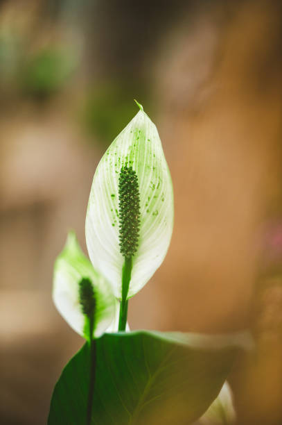 Spathiphyllum floribundum, the snowflower,[2] peace lily,[2] is a flowering plant in the family Araceae, native to northwestern South America from Panama east to Venezuela and south to Peru.