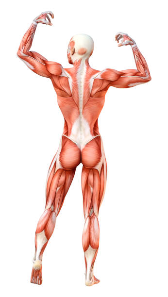 istock 3D illustration female figure with muscle maps on white 1092218280