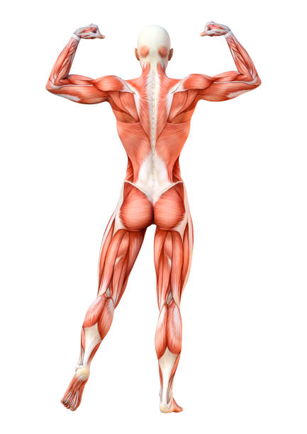 istock 3D illustration female figure with muscle maps on white 1092218290