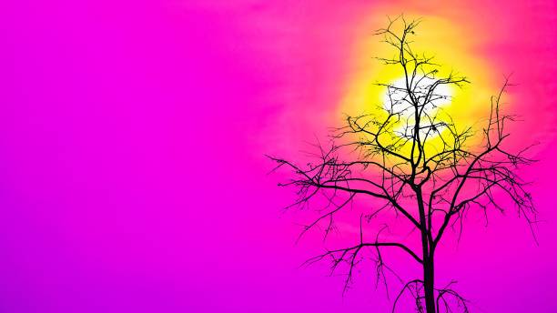 istock Silhouette tree a sunset sunright twilight purple pink right nature backgound. 1092225264