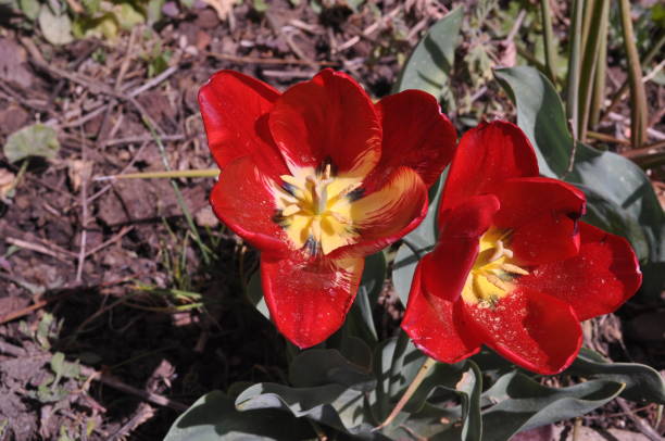 istock The beautiful Tulips flower in garden 1092225314