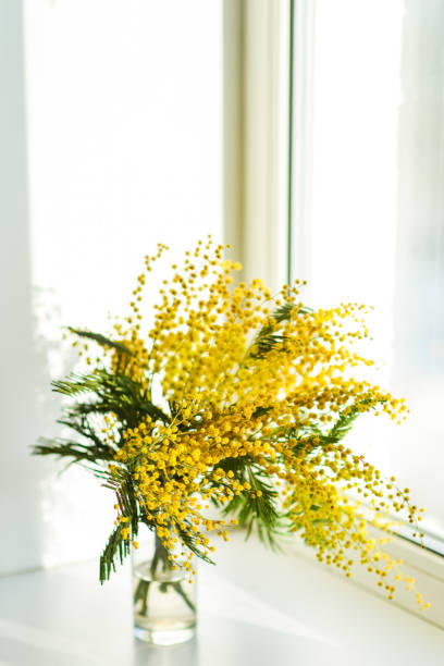 istock Mimosa branch in a glass on the window 1092226818