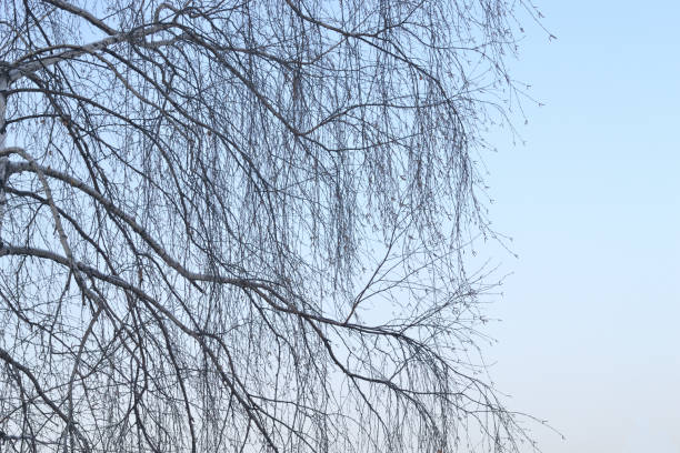 istock Thin branches of birch against the blue sky. Background. 1092226832