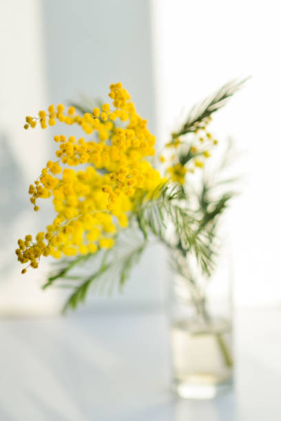 istock Mimosa branch in a glass on the window 1092226854