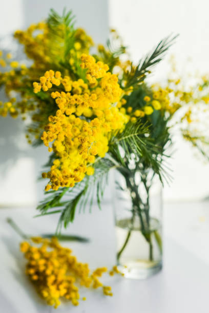 istock Mimosa branch in a glass on the window 1092226878