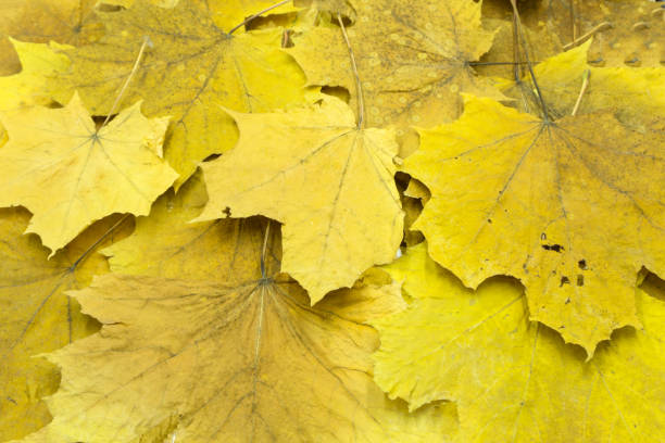 istock Yellow autumn leaves. Abstract beautiful backdrop for any purpose . 1092227100
