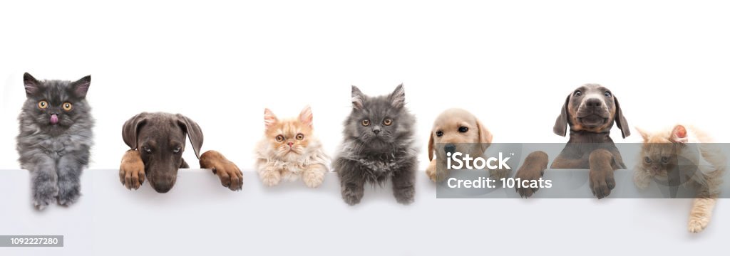 group of pets group of animals Dog Stock Photo