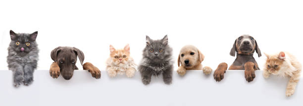 group of pets group of animals tail photos stock pictures, royalty-free photos & images