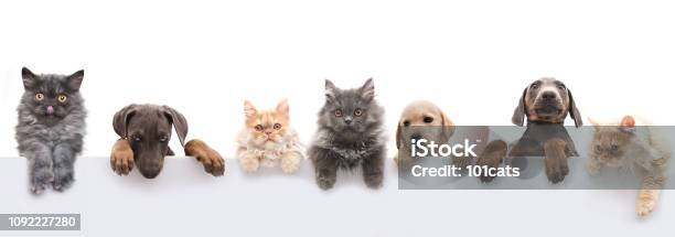 Group Of Pets Stock Photo - Download Image Now - Dog, Domestic Cat, Pets