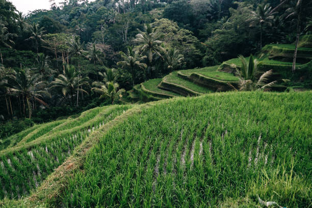 istock Rice terrace in on Bali, Ubud 1092227576