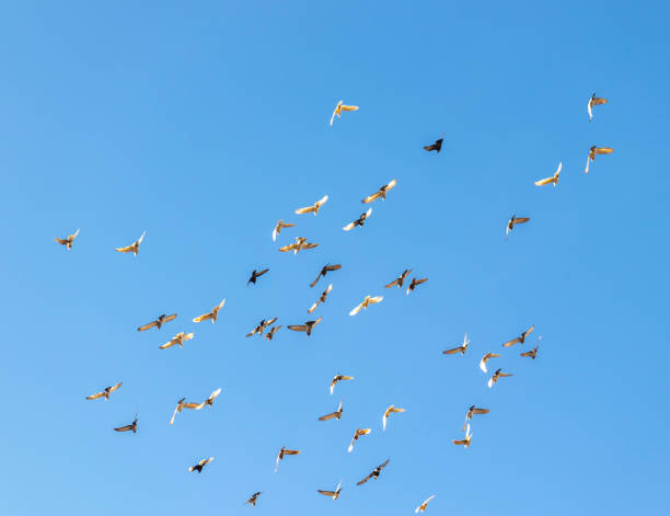 istock Birds flying freely in the sky 1092228748