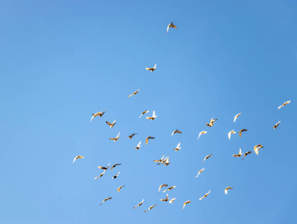 istock Birds flying freely in the sky 1092229246