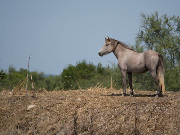 wilde camargue-pferd, frankreich - france camargue camargue horse ancient stock-fotos und bilder