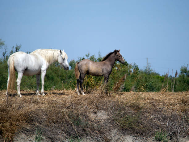 wilde camargue-pferde, frankreich - france camargue camargue horse ancient stock-fotos und bilder