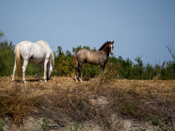 wilde camargue-pferde, frankreich - france camargue camargue horse ancient stock-fotos und bilder