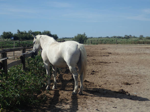 생 트 마리 드 라 메 르, 프랑스의 농장에서 camargue 말 - france camargue camargue horse ancient 뉴스 사진 이미지