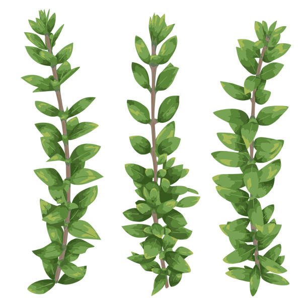 bildbanksillustrationer, clip art samt tecknat material och ikoner med uppsättning av silhuetter av en grenar buxbom (buxus) isolerade på vit bakgrund. vektor - buxbom