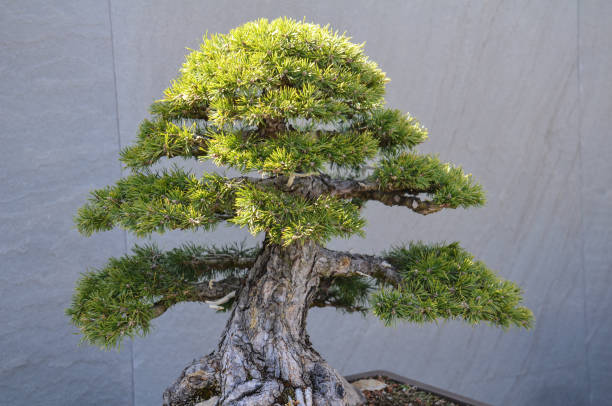 istock Beautiful bonsai tree against a white concrete wall 1092235692