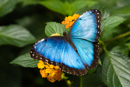 Mariposa morfo azul en Costa Rica photo