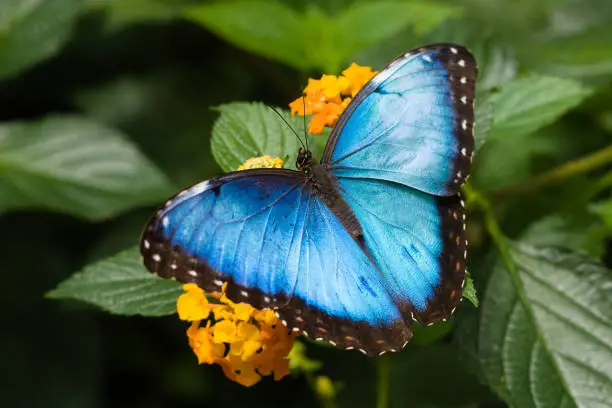Wild Blue Morpho Butterfly Sitting On Green Leaf With Flowers
