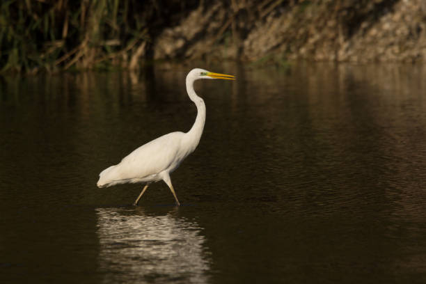 istock Great egret (Ardea alba) catching fish in shallow water on the river shore 1092237224