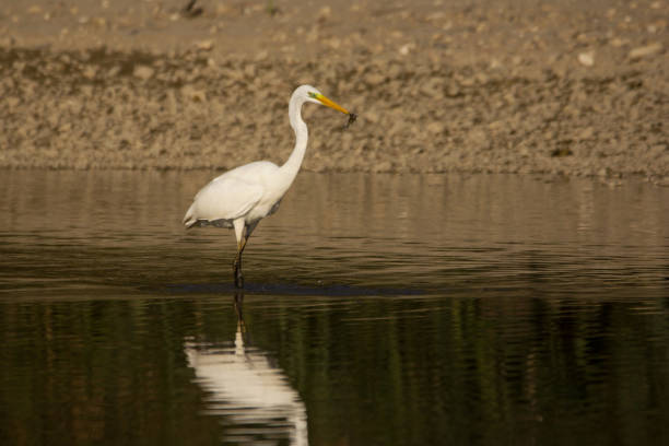 istock Great egret (Ardea alba) catching fish in shallow water on the river shore 1092237262