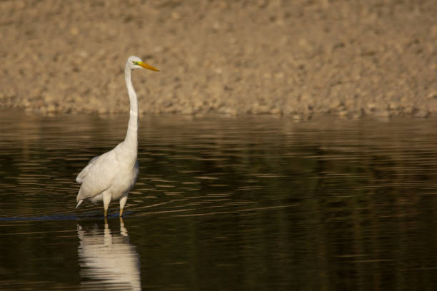 istock Great egret (Ardea alba) catching fish in shallow water on the river shore 1092237294