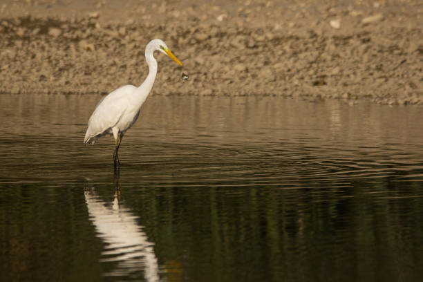 istock Great egret (Ardea alba) catching fish in shallow water on the river shore 1092237300