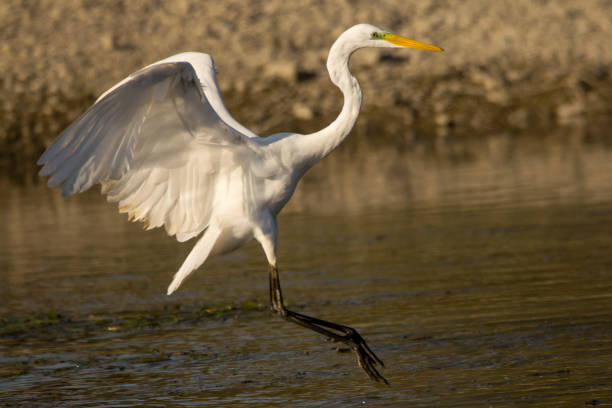 istock Great egret (Ardea alba) catching fish in shallow water on the river shore 1092237338