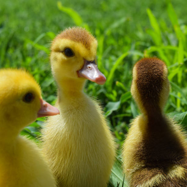 istock Ducklings of a musky duck 1092238808