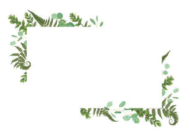 illustrazioni stock, clip art, cartoni animati e icone di tendenza di carta vettoriale disegno floreale con acquerello verde, eucalipto, felce della foresta, erbe, eucalipto, rami bosso, buxus, verde botanico, cornice orizzontale decorativa, quadrato - flower bed