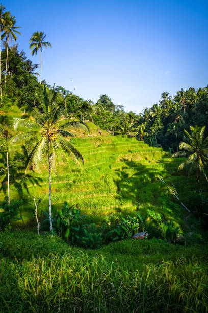 istock Paddy field rice terraces, ceking, Ubud, Bali, Indonesia 1092243470